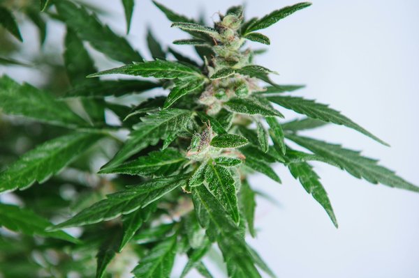 Découvrez le meilleur du cbd chez flowers power